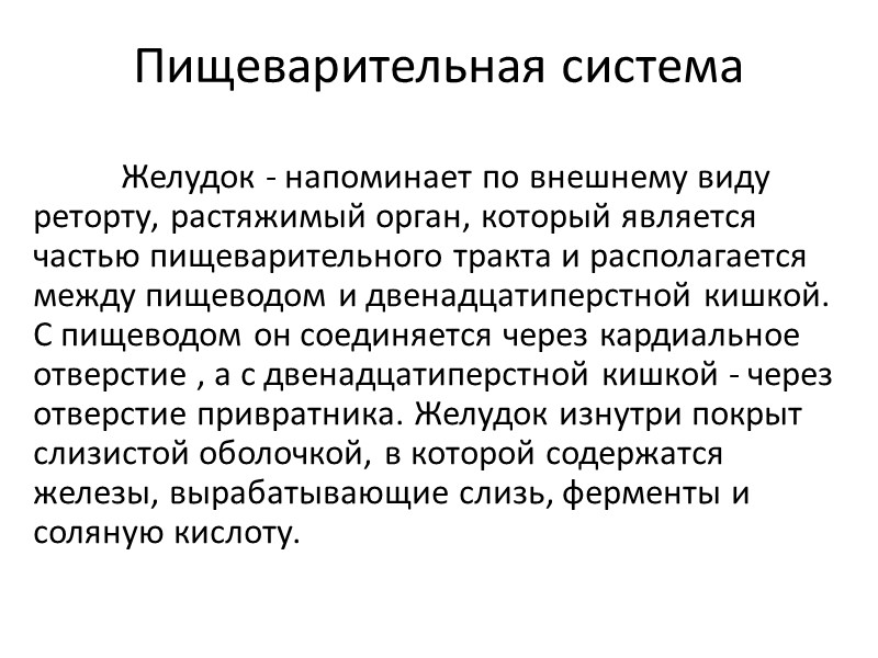 Пищеварительная система  Желудок - напоминает по внешнему виду реторту, растяжимый орган, который является